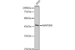 Western blot analysis of extracts of 293T cells, using MK8 antibody (ABIN7268661) at 1:500 dilution. (MAP3K8 Antikörper  (AA 1-100))