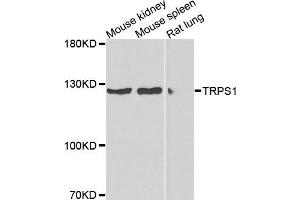 Western blot analysis of extracts of various cells, using TRPS1 antibody. (TRPS1 Antikörper)