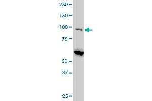 EIF4G2 monoclonal antibody (M01), clone 3B5 Western Blot analysis of EIF4G2 expression in Hela S3 NE .