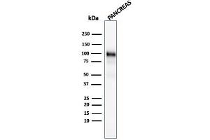 Western Blot Analysis of human Pancreas tissue lysate using GP2 Mouse Monoclonal Antibody (GP2/1805). (GP2 Antikörper  (AA 35-179))