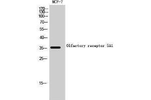 Western Blotting (WB) image for anti-Olfactory Receptor, Family 5, Subfamily A, Member 1 (OR5A1) (C-Term) antibody (ABIN3186143) (OR5A1 Antikörper  (C-Term))