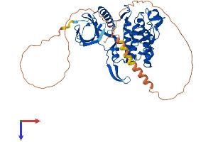 CLK1 Protein (AA 1-484) (His tag)