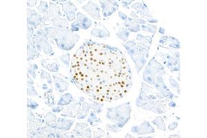Immunohistochemistry (IHC) image for anti-Transcription Factor MafA (MAFA) (AA 125-175) antibody (ABIN7449538) (Rekombinanter MAFA Antikörper  (AA 125-175))