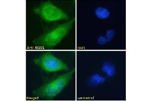 ABIN184714 Immunofluorescence analysis of paraformaldehyde fixed U251 cells, permeabilized with 0. (NQO1 Antikörper  (C-Term))