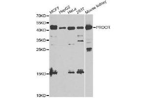 Western blot analysis of extracts of various cell lines, using PROCR antibody. (PROCR Antikörper  (AA 18-210))
