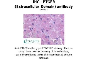 Image no. 1 for anti-Prostaglandin F Receptor (FP) (PTGFR) (2nd Extracellular Domain) antibody (ABIN1738572) (PTGFR Antikörper  (2nd Extracellular Domain))