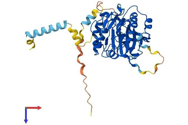 B4GALT3 Protein (AA 1-395) (His tag)
