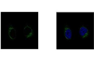 ICC/IF Image GCP2 antibody [N1N2], N-term detects TUBGCP2 protein at centrosome by confocal immunofluorescent analysis. (TUBGCP2 Antikörper  (N-Term))
