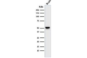 Western Blot Analysis of human brain tissue lysate using GFAP Mouse Monoclonal Antibody (GA-5). (GFAP Antikörper)