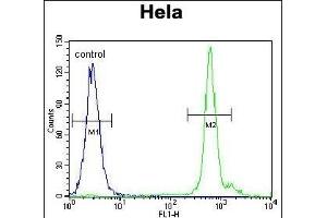 EMG1 Antibody (Center) (ABIN655081 and ABIN2844713) flow cytometric analysis of Hela cells (right histogram) compared to a negative control cell (left histogram). (EMG1 Antikörper  (AA 104-133))