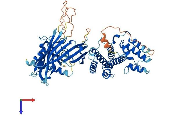 ZWILCH Protein (AA 1-591) (His tag)