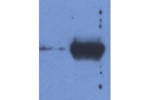 Detection of IgG light chain in reduced samples of Fetal Calf Serum (left lane) and Bovine Serum (right lane) by antibody IVA285-1. (Maus anti-Rind (Kuh) Ig Light Chains Antikörper)