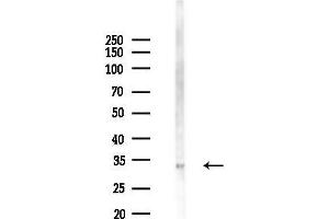 Western blot analysis of lysates from Mouse brain, using GFI1B Antibody at 1/1000 dilution.
