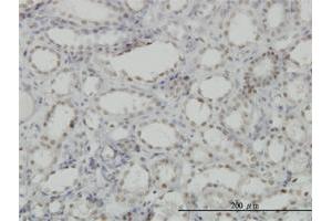 Immunoperoxidase of monoclonal antibody to CDKL1 on formalin-fixed paraffin-embedded human kidney. (CDKL1 Antikörper  (AA 259-358))
