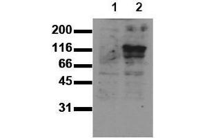 Western Blotting (WB) image for anti-M-Cadherin (CDH15) (Extracellular Domain) antibody (ABIN126736)