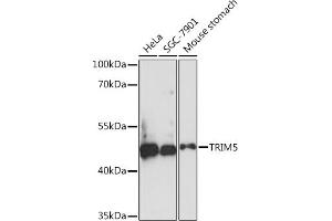 Western blot analysis of extracts of various cell lines, using TRIM5 Rabbit pAb (ABIN7270992) at 1:1000 dilution. (TRIM5 Antikörper  (AA 100-200))