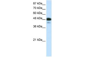 WB Suggested Anti-NEUROD2 Antibody Titration:  0. (NEUROD2 Antikörper  (N-Term))