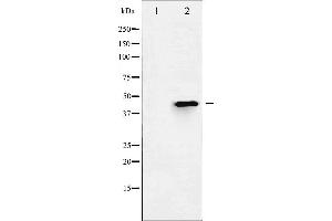 Western Blotting (WB) image for anti-Histone Deacetylase 3 (HDAC3) (pSer424) antibody (ABIN6256332)