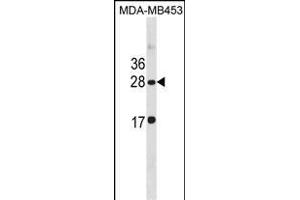 CLDN14 Antibody (C-term) (ABIN1881208 and ABIN2838931) western blot analysis in MDA-M cell line lysates (35 μg/lane). (CLDN14 Antikörper  (C-Term))