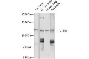 Western blot analysis of extracts of various cell lines, using TGFBR3 antibody (ABIN1683014, ABIN5663727, ABIN5663729 and ABIN6213905) at 1:1000 dilution. (TGFBR3 Antikörper  (AA 140-340))