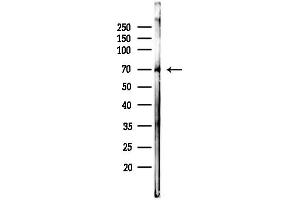 anti-RNA Polymerase II Associated Protein 3 (RPAP3) (N-Term) antibody