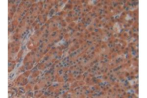IHC-P analysis of Rat Stomach Tissue, with DAB staining. (IL22RA2 Antikörper  (AA 30-228))