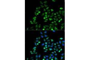Immunofluorescence analysis of HeLa cells using CD274 antibody (ABIN5997392). (PD-L1 Antikörper)