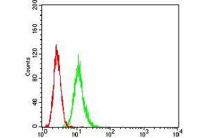 Flow cytometric analysis of HeLa cells using ATG7 mouse mAb (green) and negative control (red). (ATG7 Antikörper  (AA 558-703))