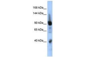 Image no. 1 for anti-Zinc Finger Protein 507 (ZNF507) (AA 575-624) antibody (ABIN6740447) (ZNF507 Antikörper  (AA 575-624))