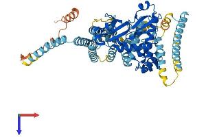 ADCK5 Protein (AA 1-582) (His tag)