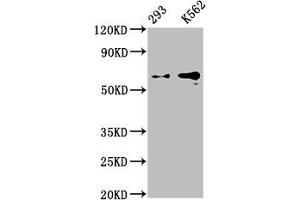 Western Blot Positive WB detected in: 293 whole cell lysate, K562 whole cell lysate All lanes: GPC3 antibody at 0. (Rekombinanter Glypican 3 Antikörper)