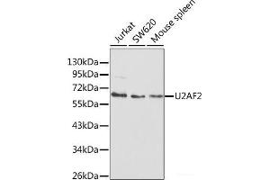 Western blot analysis of extracts of various cell lines using U2AF2 Polyclonal Antibody at dilution of 1:1000. (U2AF2 Antikörper)