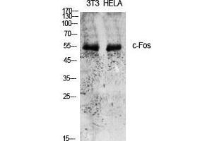 Western Blot (WB) analysis of specific cells using c-Fos Polyclonal Antibody. (c-FOS Antikörper  (Ser389))