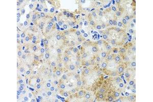 Immunohistochemistry of paraffin-embedded Mouse kidney using PEX3 Polyclonal Antibody at dilution of 1:100 (40x lens). (PEX3 Antikörper)