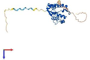 N4BP2L1 Protein (AA 1-238) (His tag)