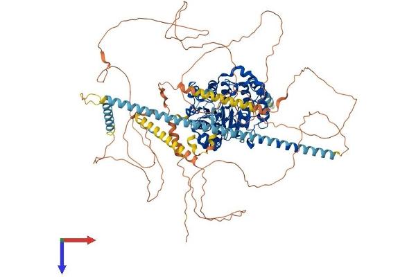 HDAC4 Protein (AA 1-1076) (His tag)