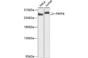 Western blot analysis of extracts of various cell lines using PRPF8 Polyclonal Antibody at dilution of 1:1000. (PRPF8 Antikörper)