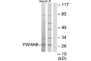 Western blot analysis of extracts from HepG2 cells and Jurkat cells, using 14-3-3 β antibody. (YWHAB Antikörper)