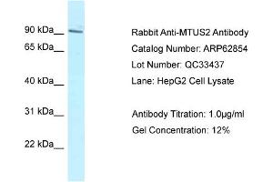 Western Blotting (WB) image for anti-Microtubule-associated Tumor Suppressor Candidate 2 (MTUS2) (C-Term) antibody (ABIN2789269) (CAZIP Antikörper  (C-Term))