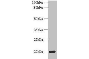 Western blot All lanes: MPV17 antibody at 2 μg/mL + Mouse heart tissue Secondary Goat polyclonal to rabbit IgG at 1/10000 dilution Predicted band size: 20 kDa Observed band size: 20 kDa (MPV17 Antikörper  (AA 1-176))