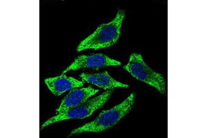 Immunocytochemistry (ICC) image for anti-Dynactin 4 (DCTN4) (AA 57-298) antibody (ABIN1843394) (Dynactin 4 Antikörper  (AA 57-298))