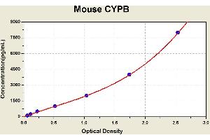 Diagramm of the ELISA kit to detect Mouse CYPBwith the optical density on the x-axis and the concentration on the y-axis. (PPIB ELISA Kit)