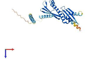CENPO Protein (AA 1-298) (His tag)