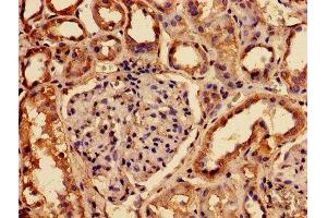 IHC image of ABIN7153823 diluted at 1:150 and staining in paraffin-embedded human kidney tissue performed on a Leica BondTM system. (RABGGTA Antikörper  (AA 1-200))