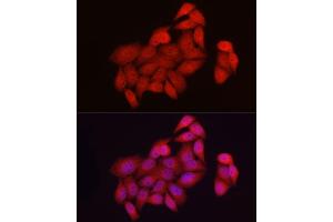 Immunofluorescence analysis of HeLa cells using NUR77 Rabbit pAb (ABIN6134860, ABIN6144825, ABIN6144828 and ABIN6217265) at dilution of 1:50 (40x lens). (NR4A1 Antikörper)