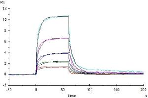 Surface Plasmon Resonance (SPR) image for CD160 (CD160) (AA 25-158) protein (His-Avi Tag) (ABIN7274082)