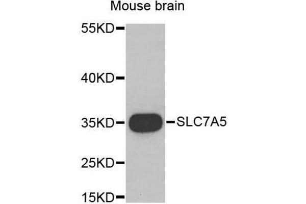 SLC7A5 Antikörper  (AA 1-125)