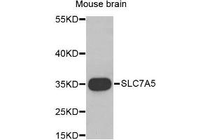 Western Blotting (WB) image for anti-Solute Carrier Family 7 (Cationic Amino Acid Transporter, Y+ System), Member 5 (SLC7A5) (AA 1-125) antibody (ABIN1682793) (SLC7A5 Antikörper  (AA 1-125))