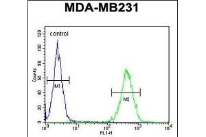 ST7 Antibody (Center) (ABIN654450 and ABIN2844184) flow cytometric analysis of MDA-M cells (right histogram) compared to a negative control (left histogram). (ST7 Antikörper  (AA 169-197))