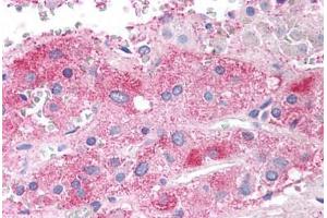 Human Adrenal Medulla (formalin-fixed, paraffin-embedded) stained with SEMA3E antibody ABIN297629 at 2. (SEMA3E Antikörper  (AA 762-775))